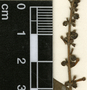 Gonzalagunia panamensis (Cav.) K. Schum., Belize, H. T. O'Neill 8698, F